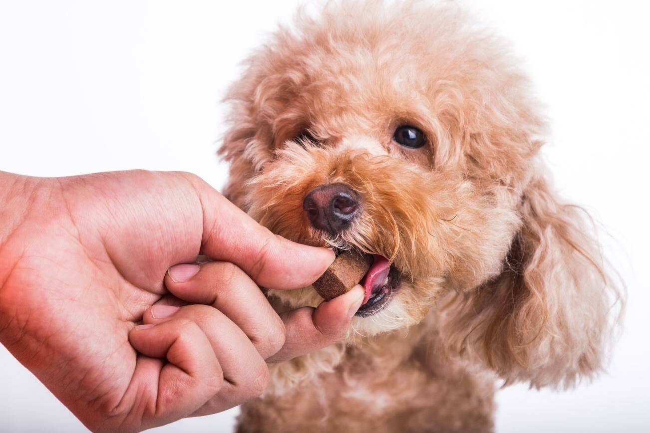 CBD for dogs