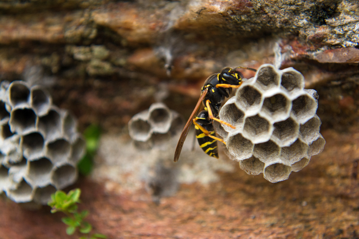 wasp nest